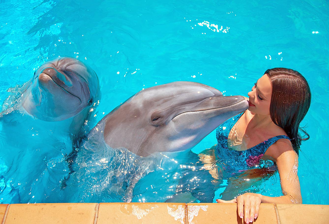 Відпочивальники люблять бавитися з дельфінами